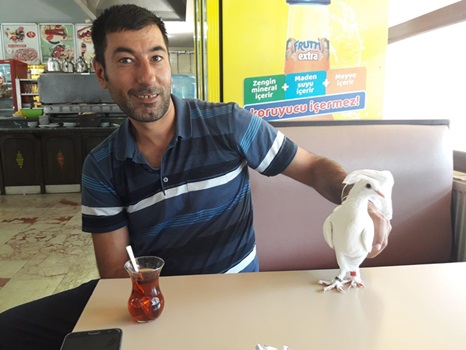 İstanbul’da kaçan güvercini Bandırma’da buldu