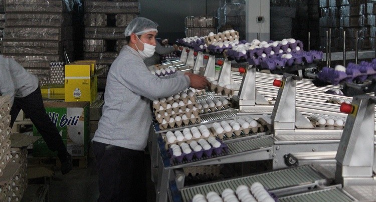 Rekabet Kurulu’nun Bandırma Yumurta