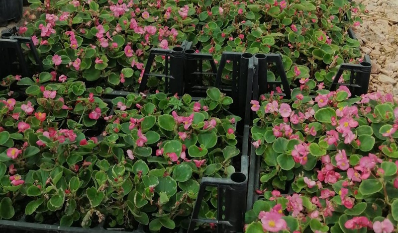 Kendi seralarında özenle yetiştirdiği